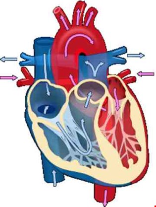 supporting image for Circulation