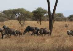 supporting image for Ecosystems – semi-arid grasslands