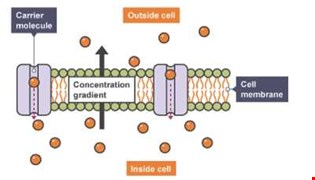 supporting image for GCSE Biology - Bitesize