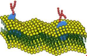 supporting image for Transport of respiration gases