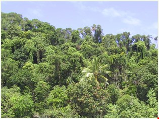 supporting image for Ecosystems – tropical rainforests