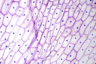 supporting image for Unit 1: The cell and respiration 1.1.1 - Blended learning