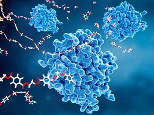 supporting image for Unit 1: Biological reactions are regulated by enzymes - Blended learning