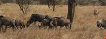 Ecosystems – semi-arid grasslands